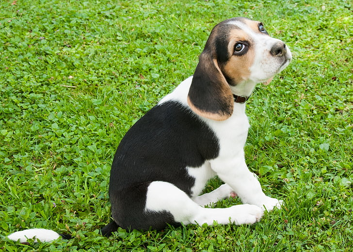 kutya, Beagle, kiskutya, zöld fű, elnök, fekete, fehér