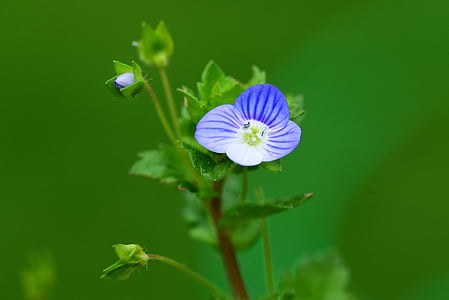 Verónica, Verónica de campo común, azul, Veronica persica, flor, familia figwart, planta