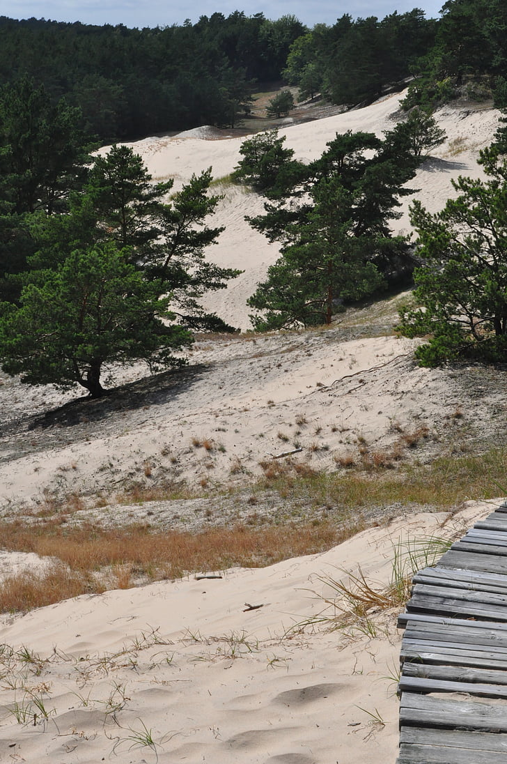 dune, the coast, sand, tree, vegetation, filling, landscape