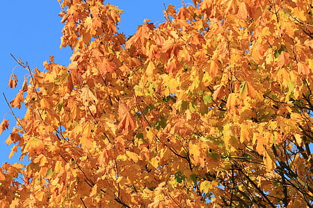 padajícího listí, Javor, podzimní nálada, Javor, podzim, listy, na podzim listy