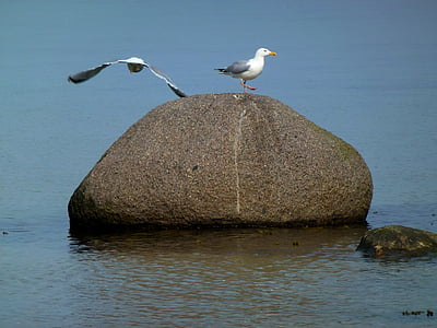 seagull, maritime, bird, coast, water, water bird, nature