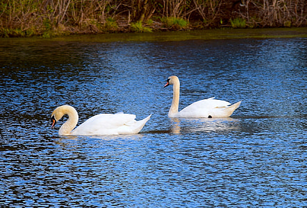 Swan, vatten, sjön, naturen, fågel, vit, djur