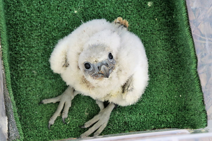 Gyr falcon, Halcón del bebé, pájaro, Chick, Halcón, animal, naturaleza