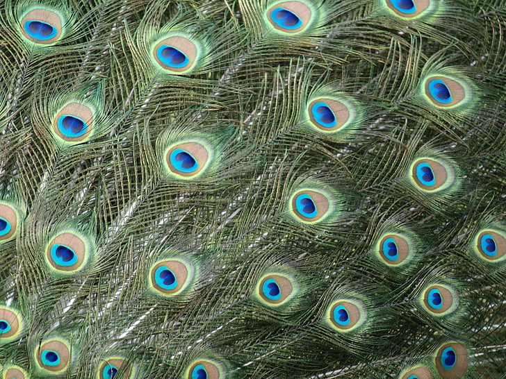 pavão, penas de pavão, colorido, olhos, pena, Pavo cristatus