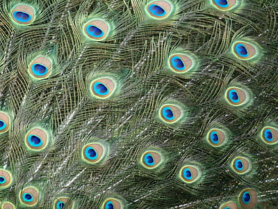 paun, paunovo perje, šarene, oči, pero, Pavo cristatus
