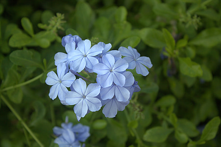 flor, blau, flor, floral, natura, natural, pètal