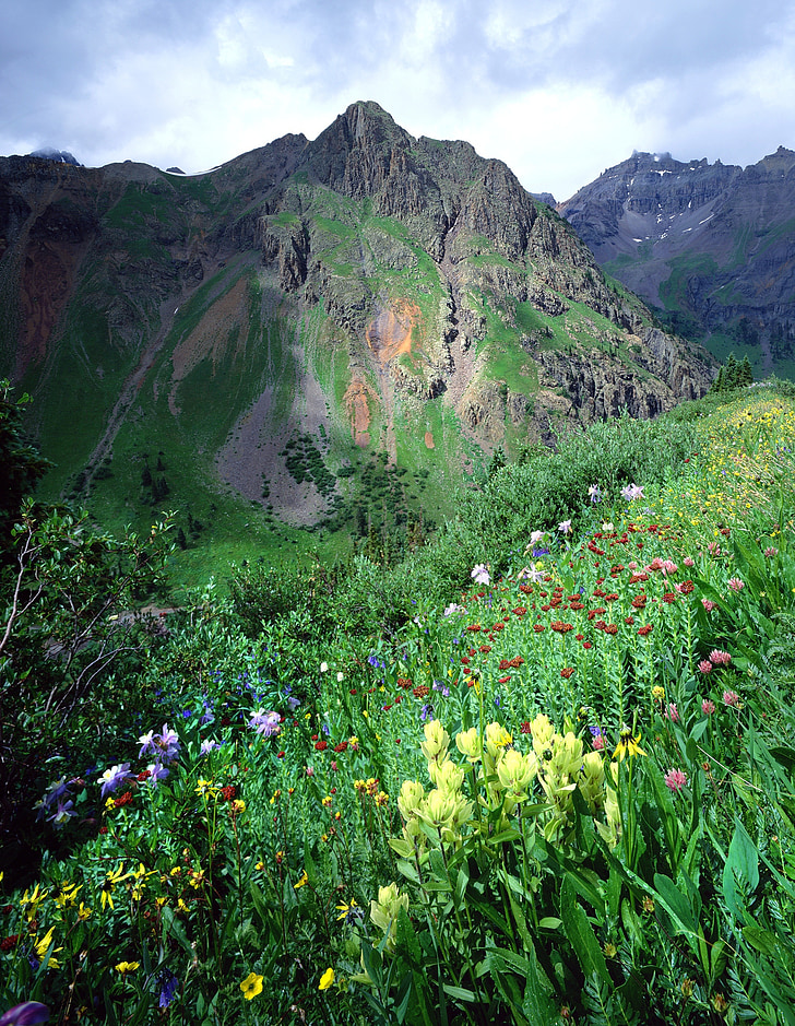 wildflowers, colorado, blooming, mountain, nature, landscape, rocky