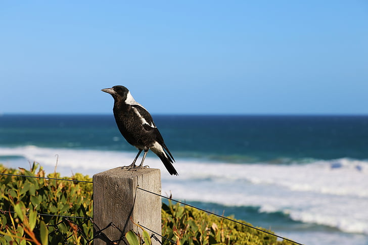 Magpie, Australien, Wildlife, fugl, næb, natur, havet