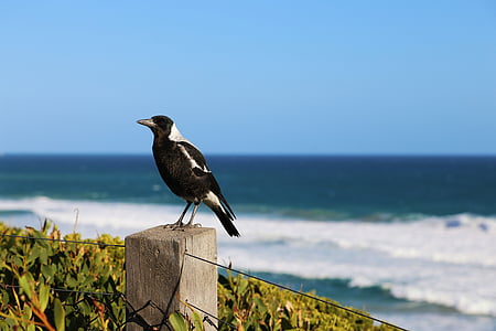 magpie, australia, wildlife, bird, beak, nature, sea
