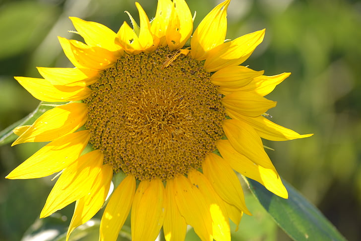 sunflower, lone flower, yellow, flower, nature