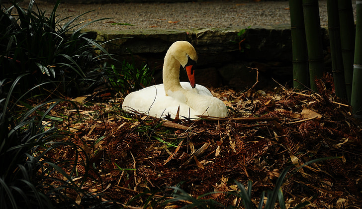 Brissago, øyene, Swan