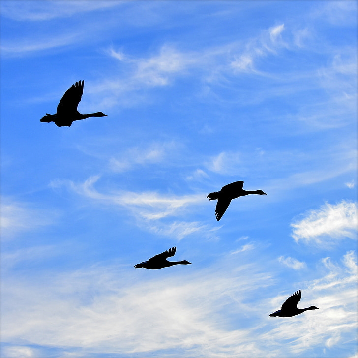 гъски, въздух, птици, силует, полет, небето, птица