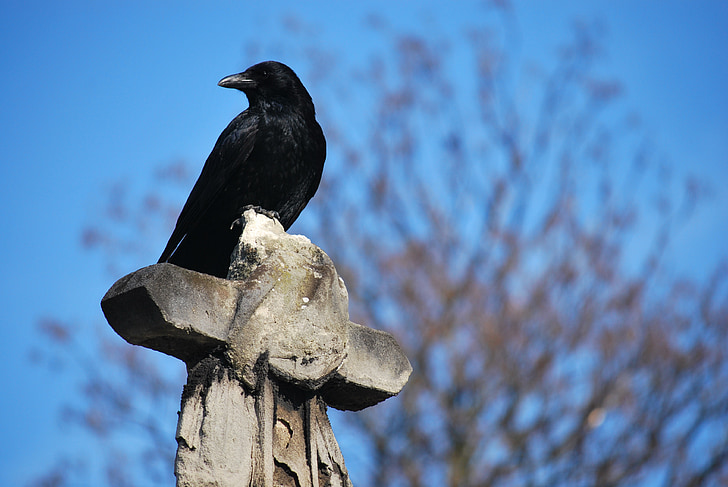 raven, cemetery, cross, blue sky, birds, black, crow