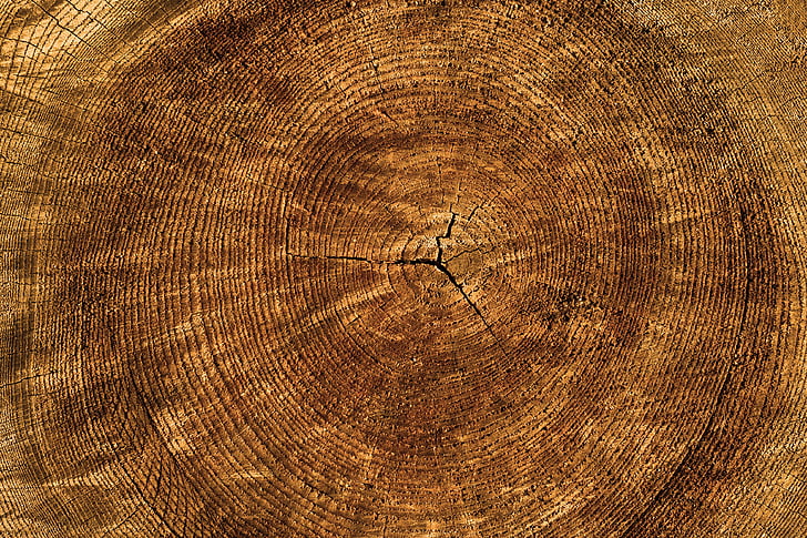 texture, arbre, cernes annuels, arrière-plan, structure, nature, bois