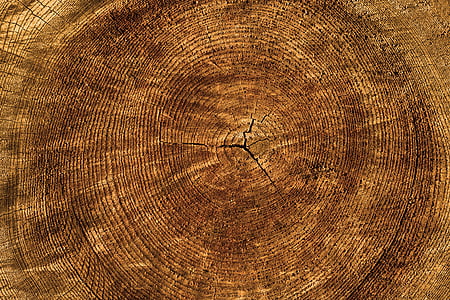 textura, arbre, anells anual, fons, estructura, natura, fusta