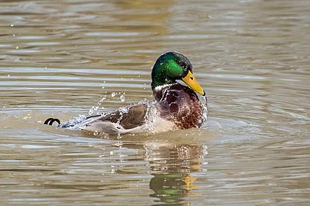 duck, mallard, water, splash, bird, mallard Duck, nature