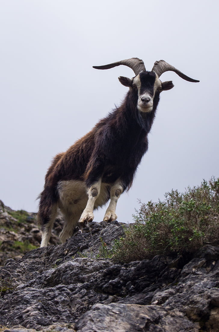 goat, horns, asturias, animal, mountain, nature, mount