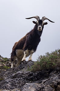 koza, rogovi, Asturija, životinja, planine, priroda, montirati