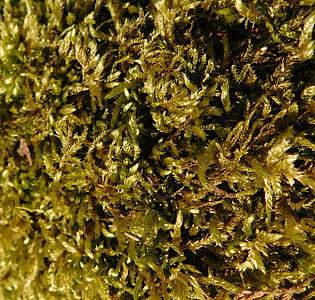 moss, exposed, in sunlight, plant, wild plant, close, green