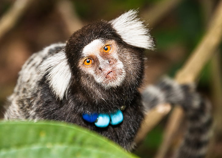 mono capuchino, mono, mico, naturaleza, Río de janeiro