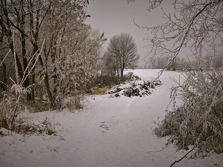 風景, 冬, 思い出, 雪, フィルン, 低温, 裸の木