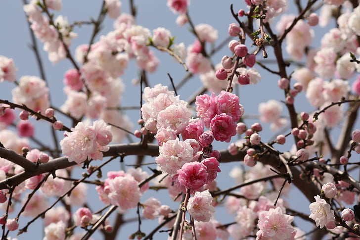 češnja, pomlad, Japonska, srčkano, cvet, češnjev cvet, cvet