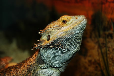 lizard, pet, dragon, bearded