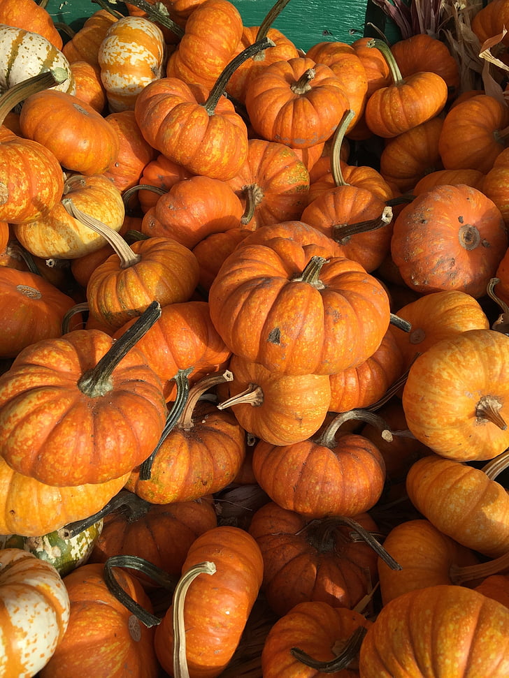 pumpkins, fall, orange, harvest, thanksgiving, autumn, seasonal