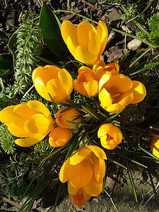 Crocus, kevään, kukat, keltainen, Kevät kukka, Harbinger kevään, alussa munaus