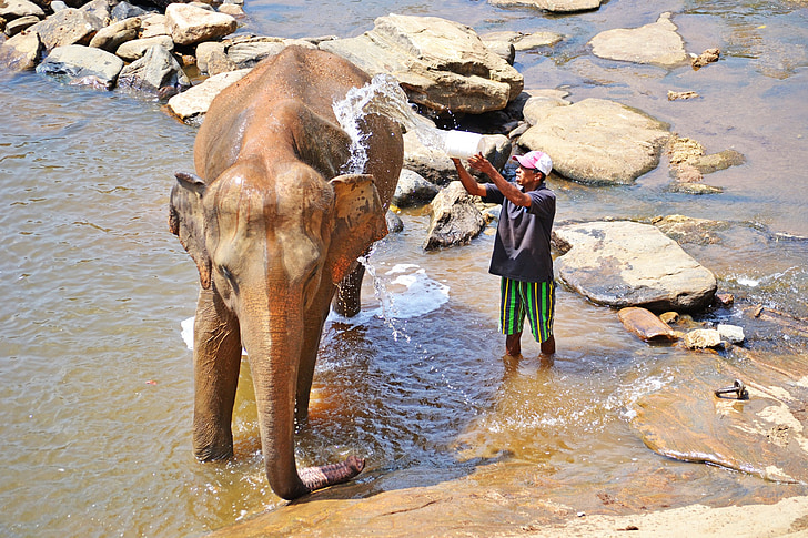 elefant, badkar, Maha oya floden, Sri lanka, Pinnawala, Ceylon, Elefantbarnhem