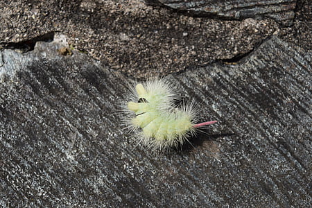 Caterpillar, natureza, pedra, inseto, peludo, cabelo, Wooly