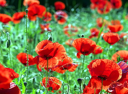 Poppies, merah, bunga, binatang, liar, padang rumput, hijau