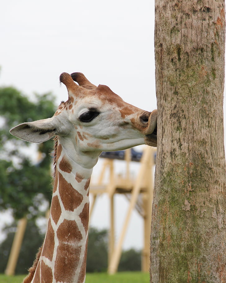 giraff, Kyss, Giraffen och träd bålen, Safari, Jag älskar träd, giraff kiss trädet, djur kroppsdel