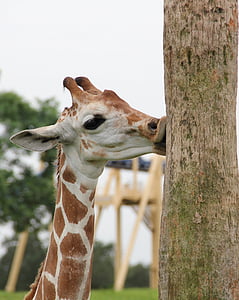 girafe, baiser, girafe et arbre tronc, Safari, J’aime les arbres, girafe embrasse l’arbre, partie du corps animal