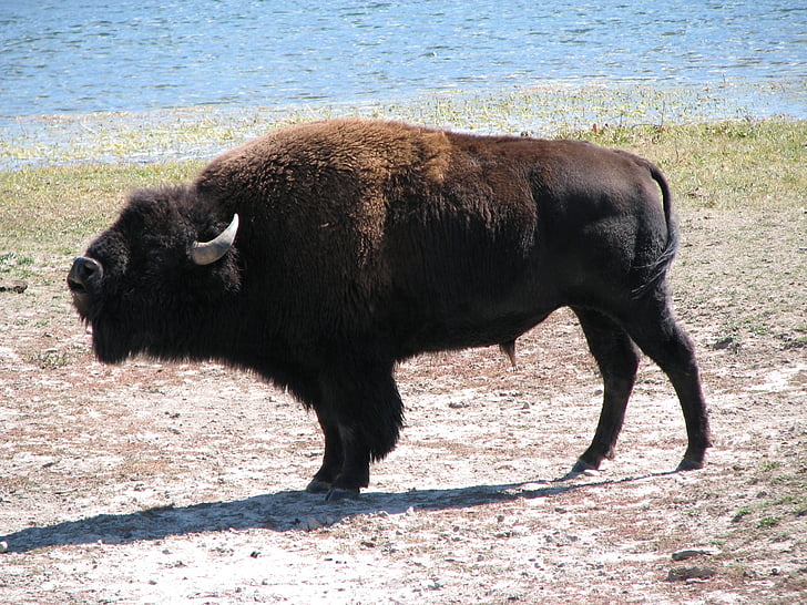 Buffalo, Wild, zvíře, Příroda, savec, volně žijící zvířata, bizon