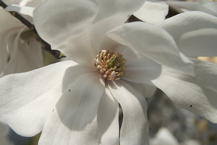 magnolia blossom, white, close
