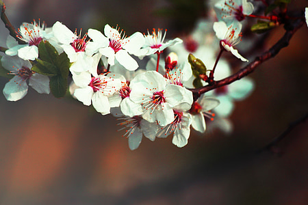 дърво, цветя, Тъжен, плодове, Пролет, природата, Градина