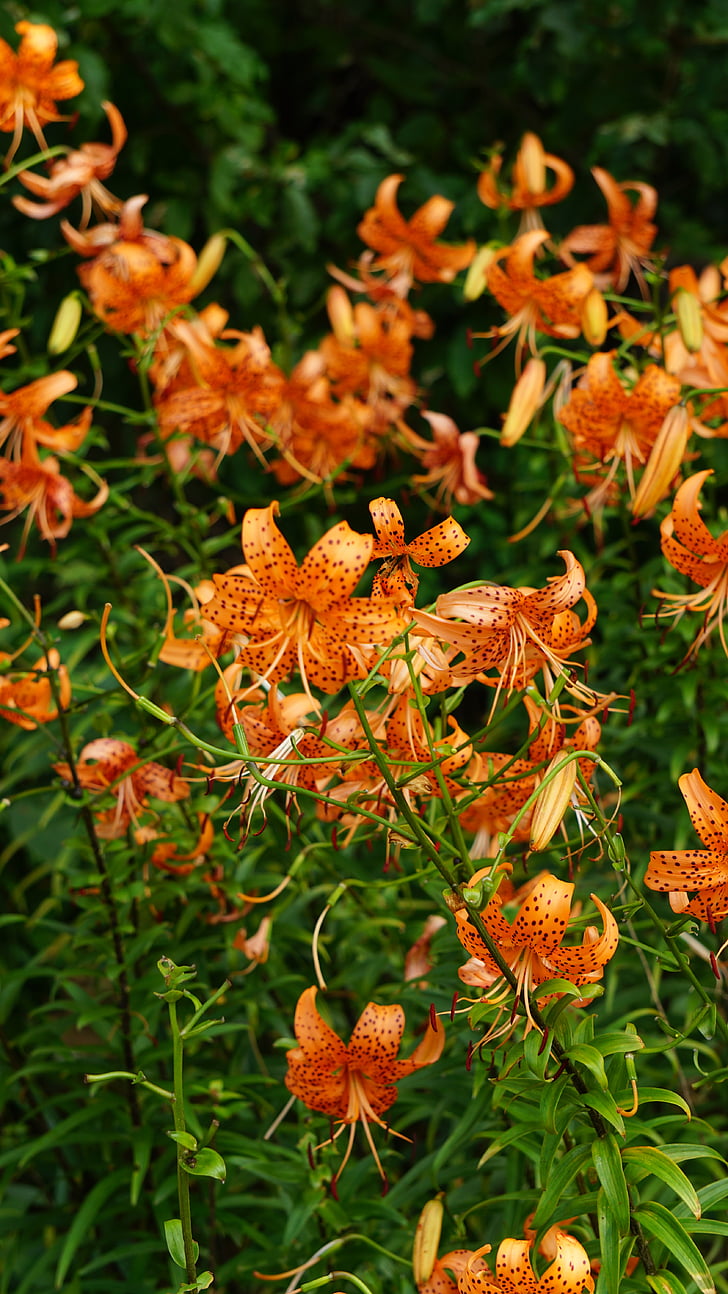 Lily, cvetje, cvetoči, oranžna Latica