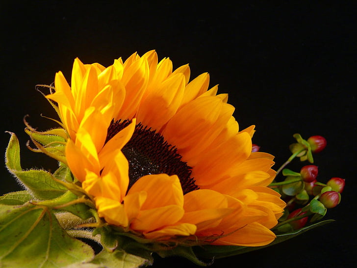 sunflower, season, summer, black, flower, flora, yellow