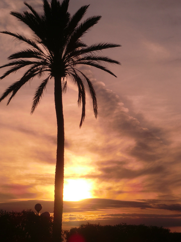 Palm, romantikk, solnedgang, humør, silhuett
