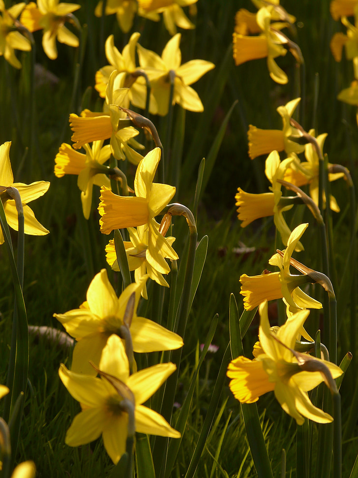 Daffodils, osterglocken, bunga, tanaman, bunga, musim semi, kuning