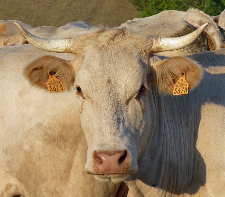 крава, главата, едър рогат добитък, животните, ферма, селскостопанско животно, селскостопански животни