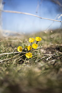 flowers, tussilago, spring, nature, yellow flowers