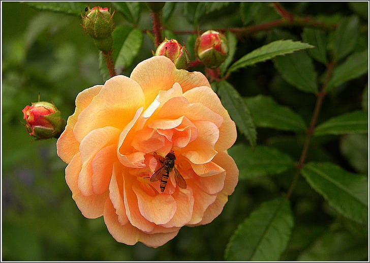 rose, blossom, bloom, apricot, hoverfly