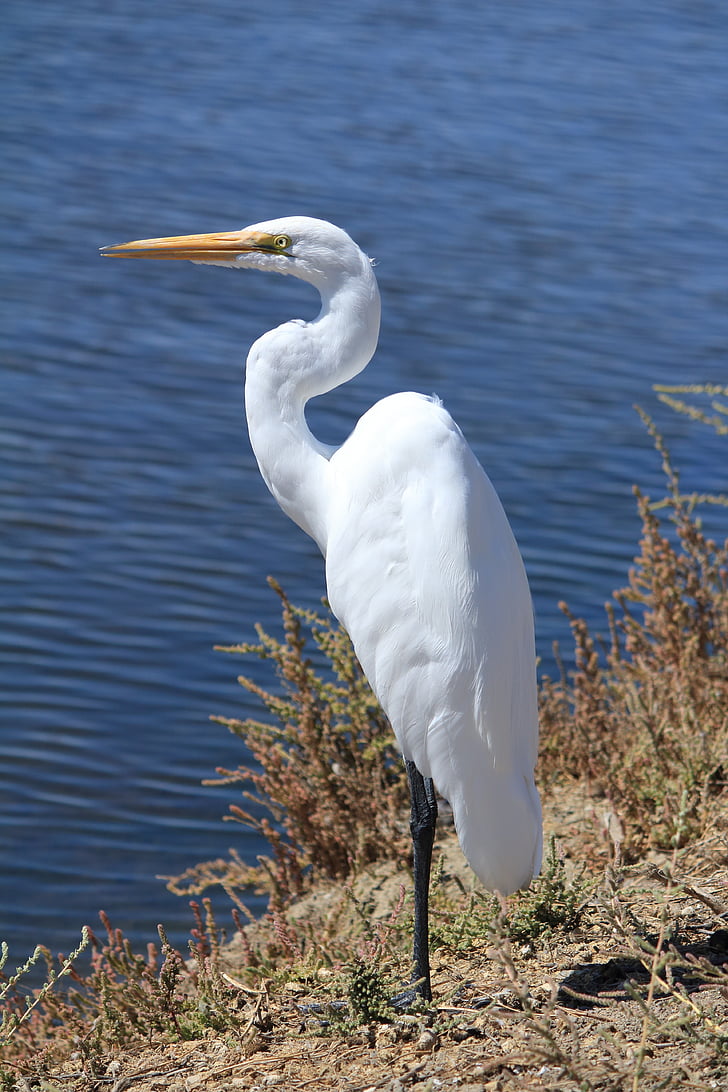 egret, great, white, bird, nature, water, waterfowl