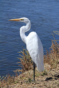 egret, great, white, bird, nature, water, waterfowl