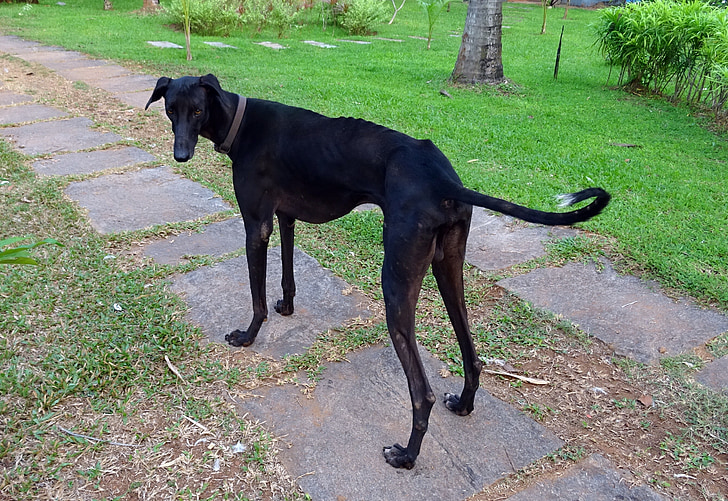 anjing, mudhol hound, kafilah hound, India, berkembang biak, pashmi, karwani