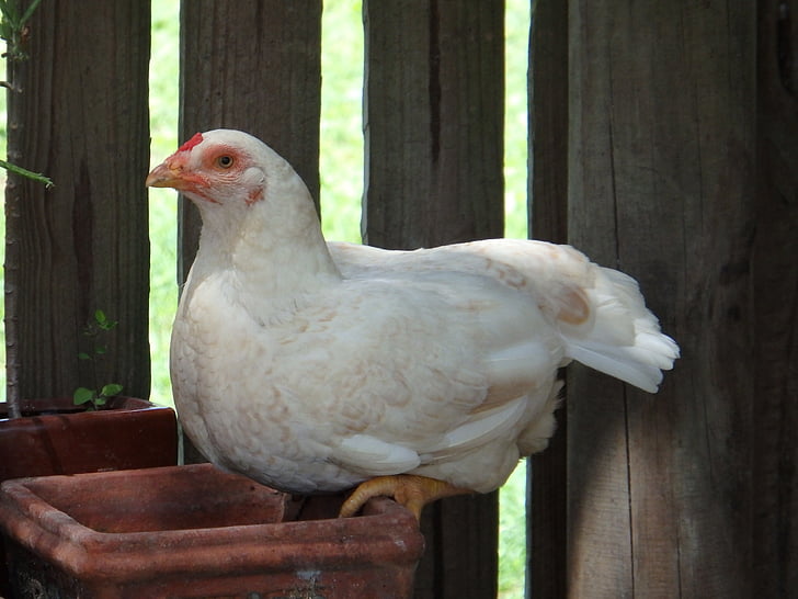 kyckling, höna, chook, gård, fågel, fjäderfä, djur