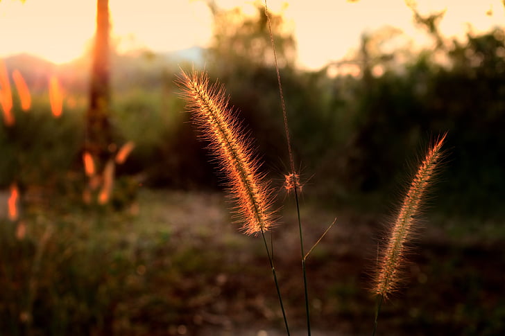 gazon cu flori, Mead, natura, iarba, prin natura, fundal, apus de soare