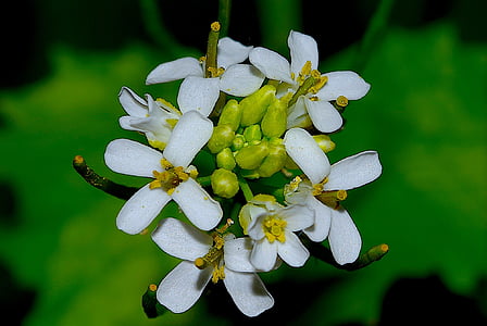 flor, blanc, flor, flor blanca, floral, natura, planta
